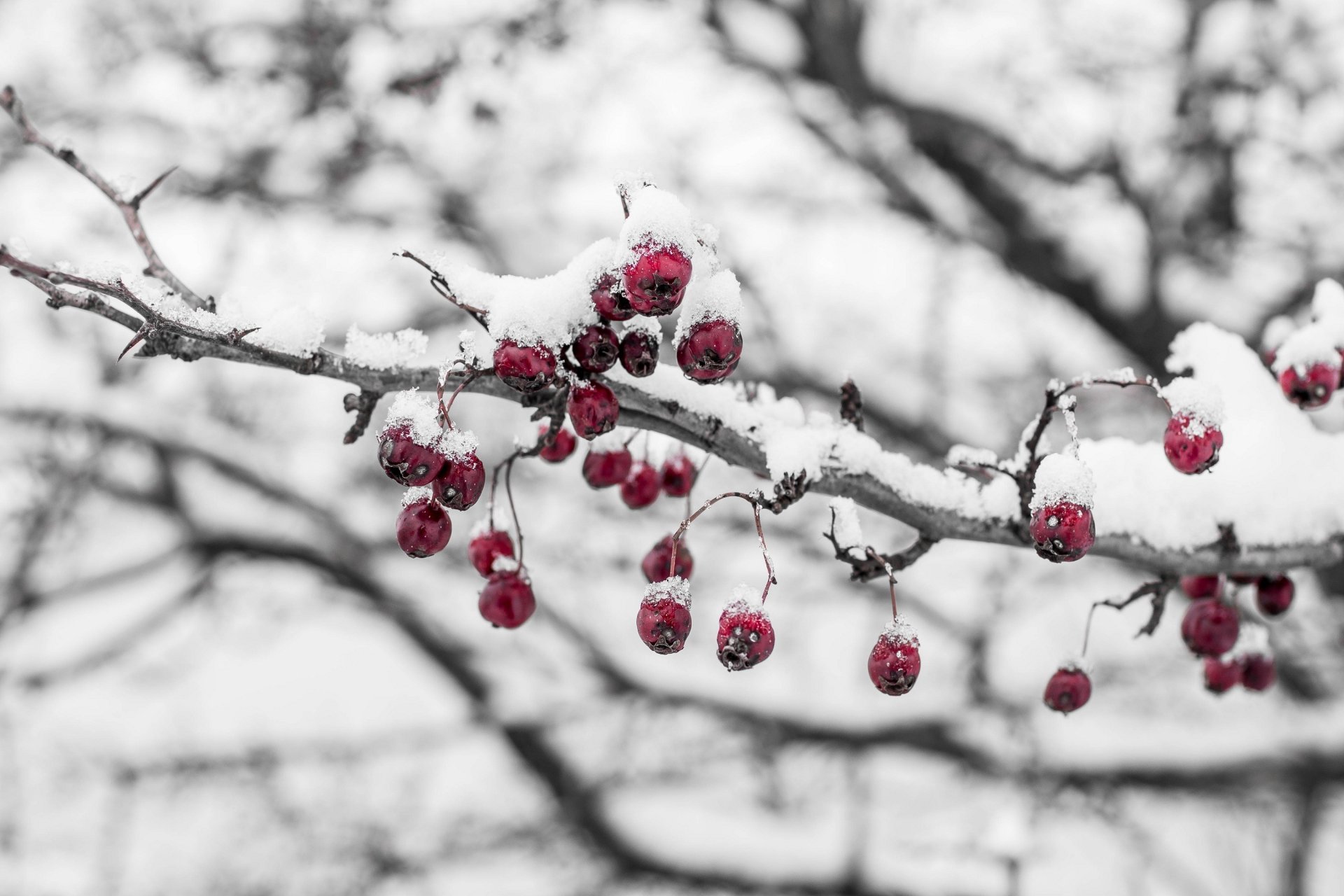 baies branche neige glace froid hiver gros plan