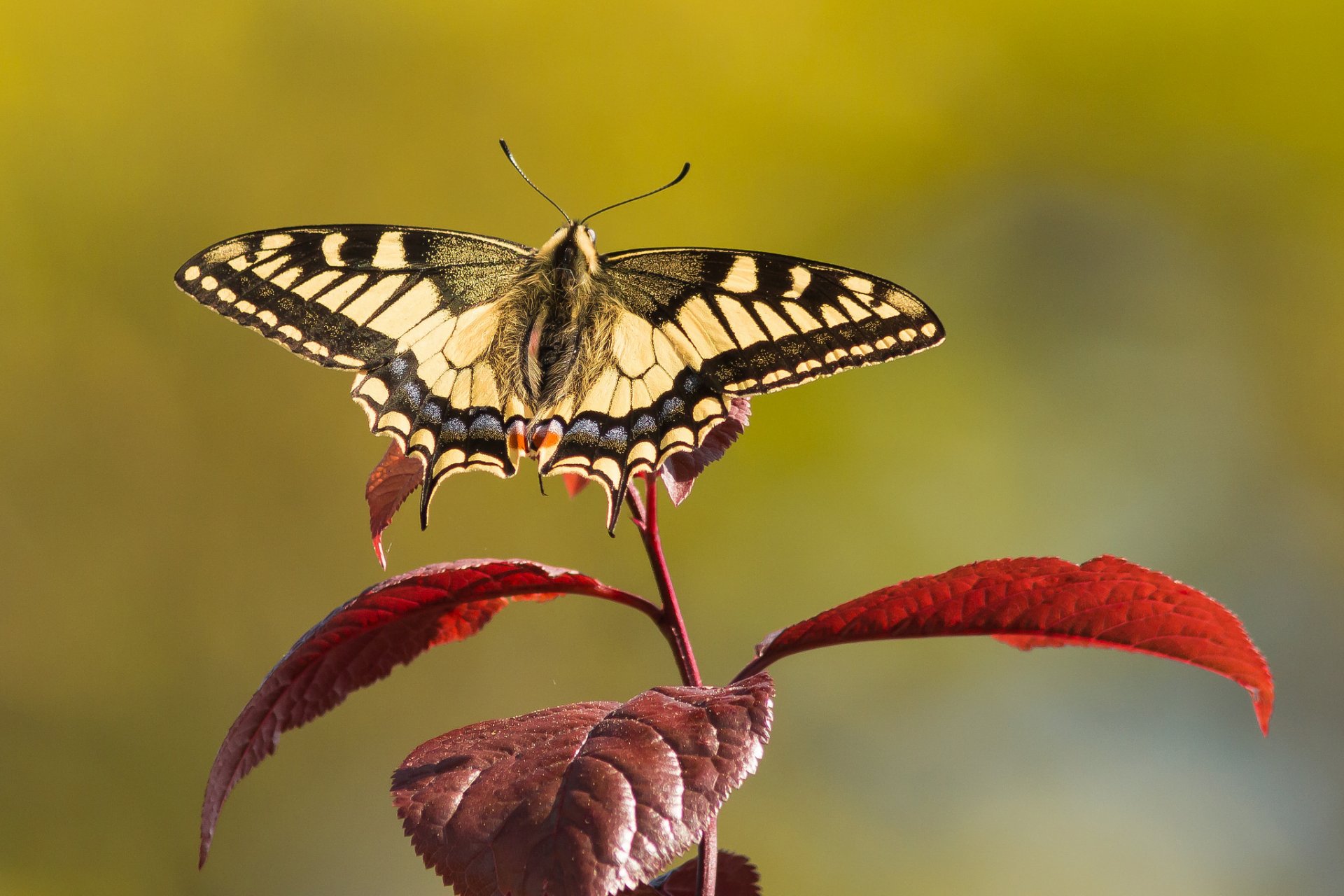 rama hojas mariposa swallowtail