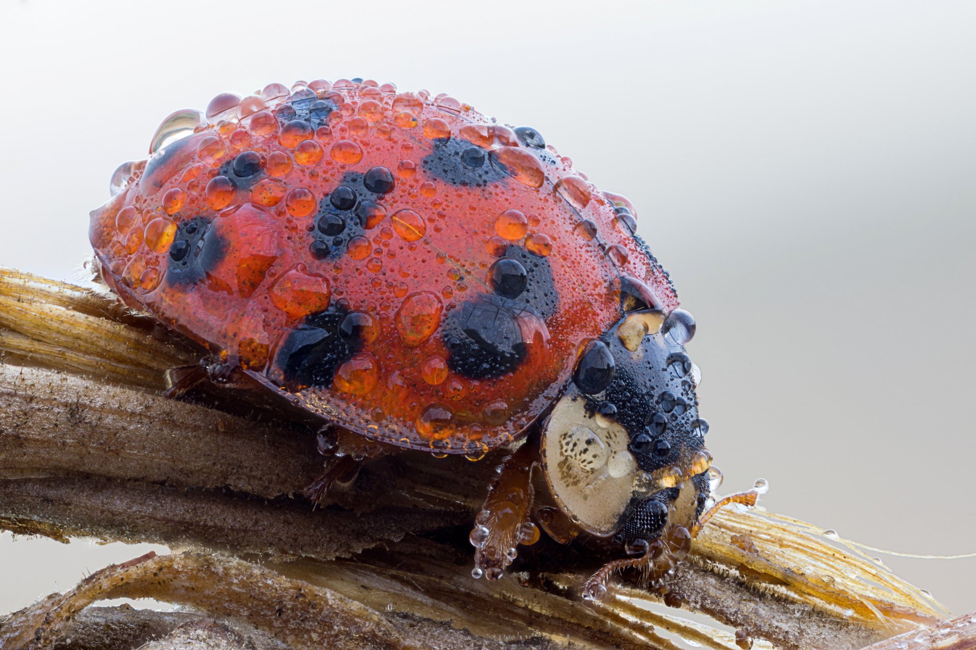 insecte coccinelle gouttes rosée