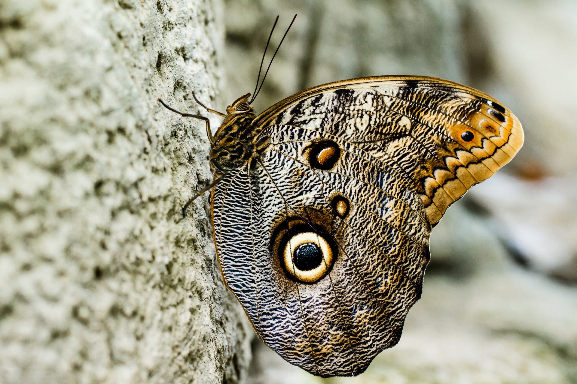 butterfly wings pattern insect