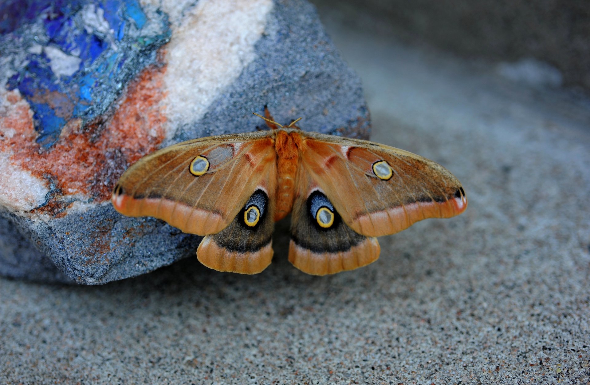 papillon pierre fond flou