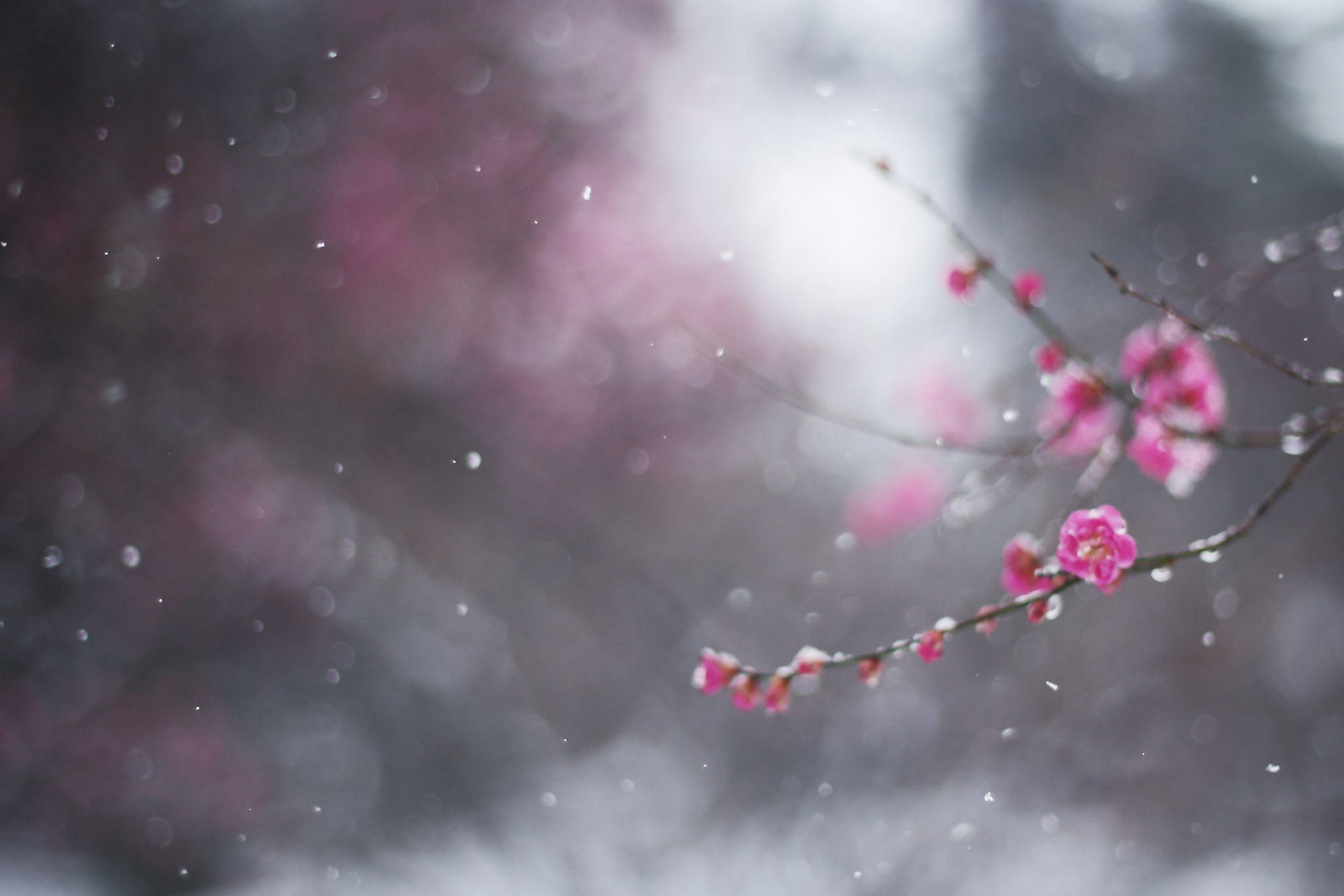 close up winter february snow branch drain flower bokeh