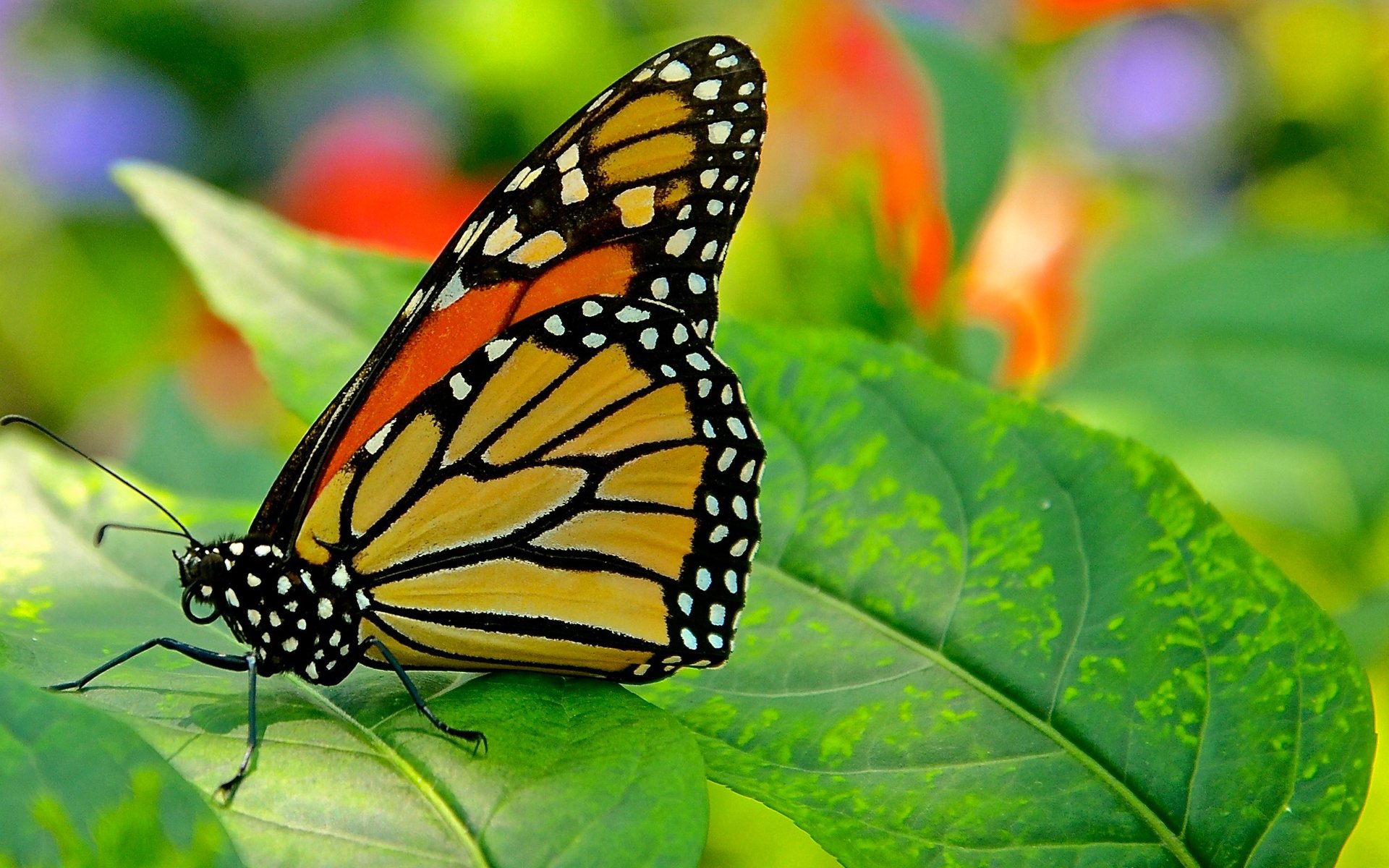 butterfly leaf nature moth