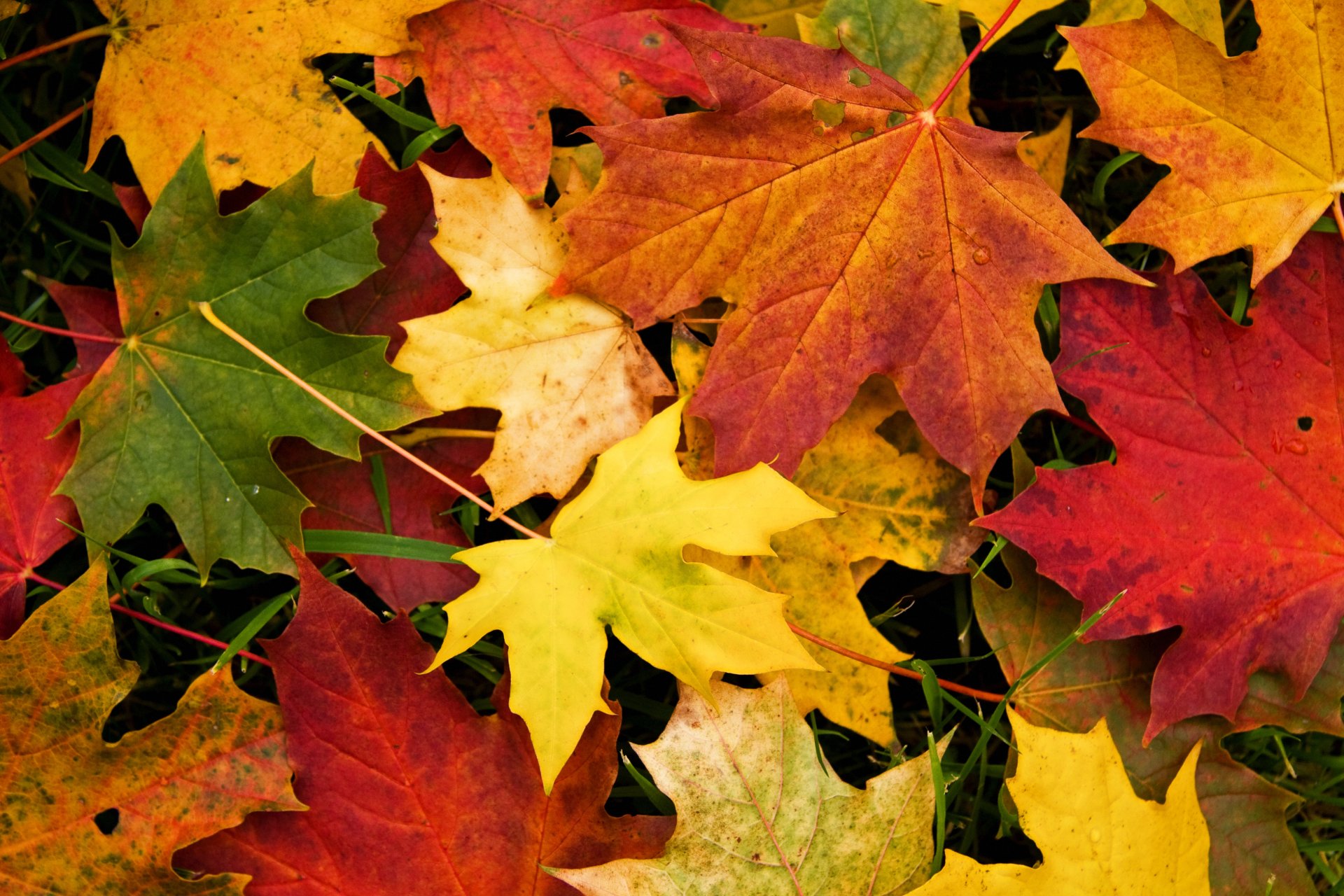 autumn leaves close up