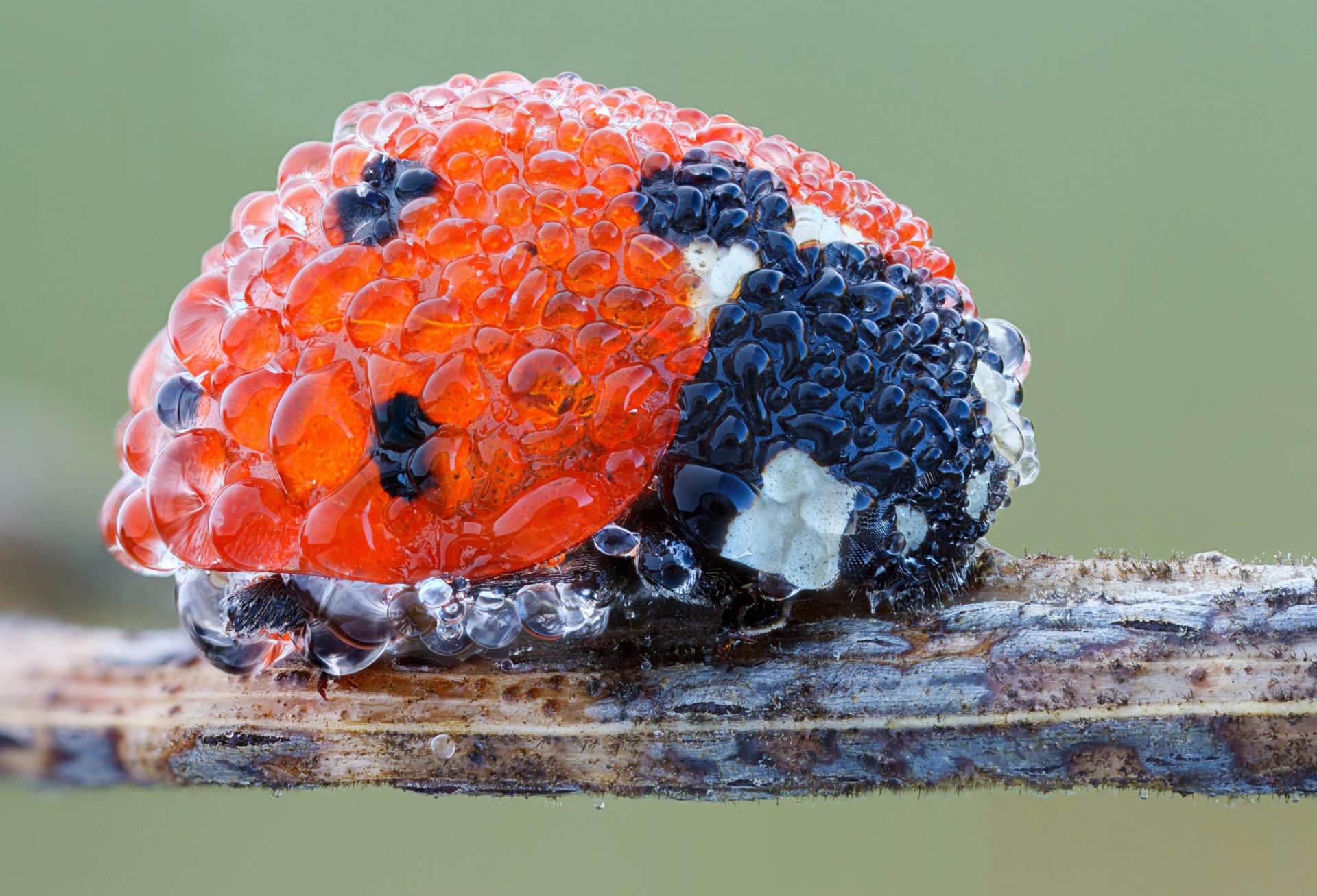 insecte coccinelle gouttes rosée