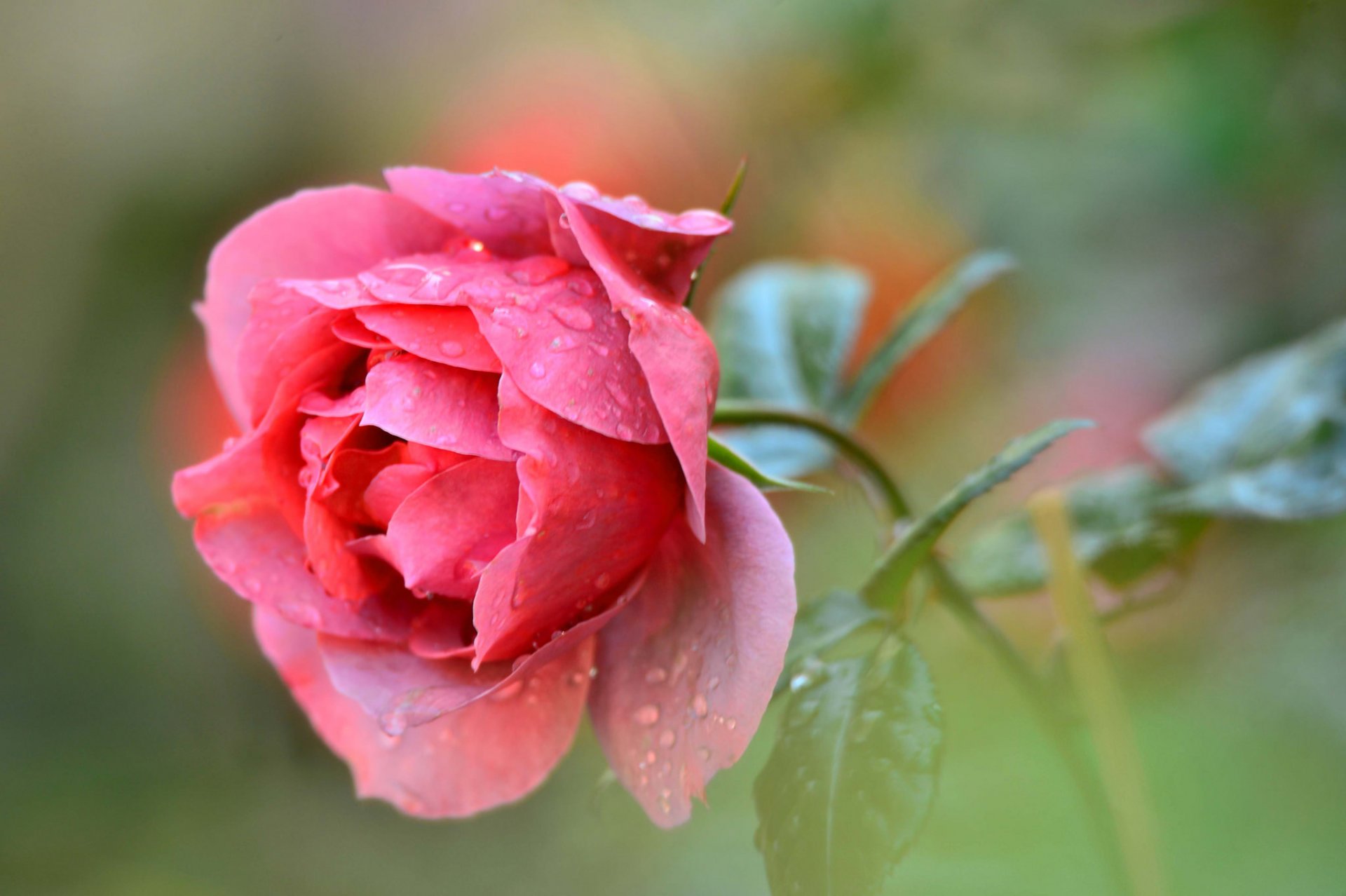 fiore rosa petali foglie gocce rugiada acqua