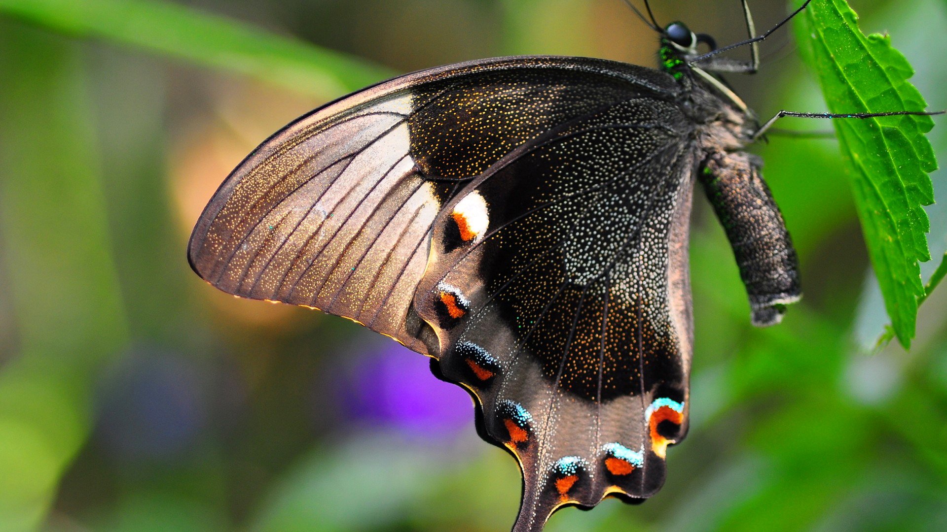 leaf insect butterfly wings moth nature