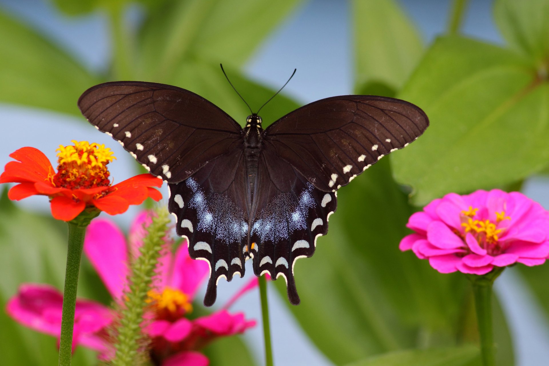 motyl ćma owad skrzydła kwiat natura