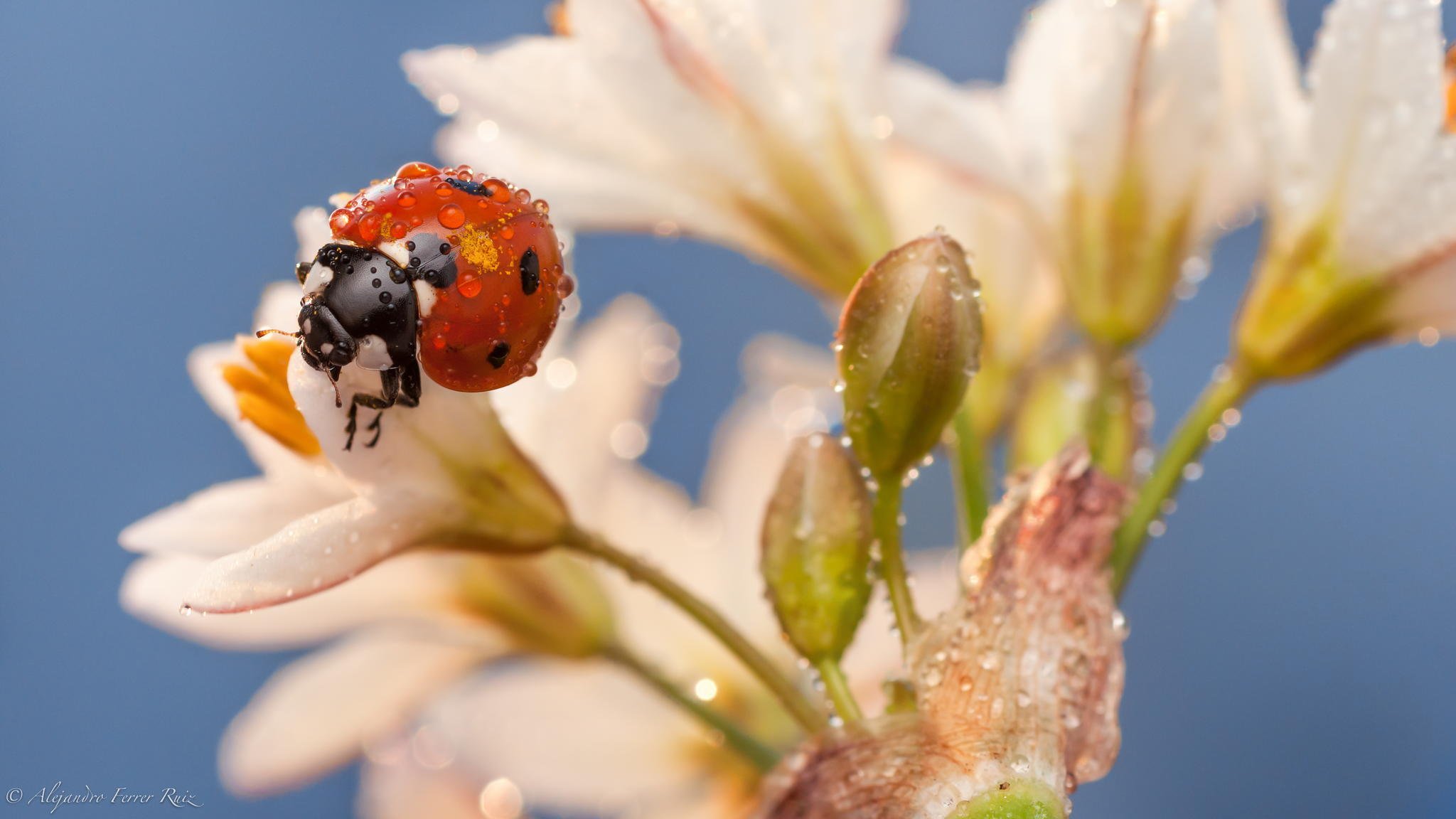 ladybug insect close up flower white rosa drop