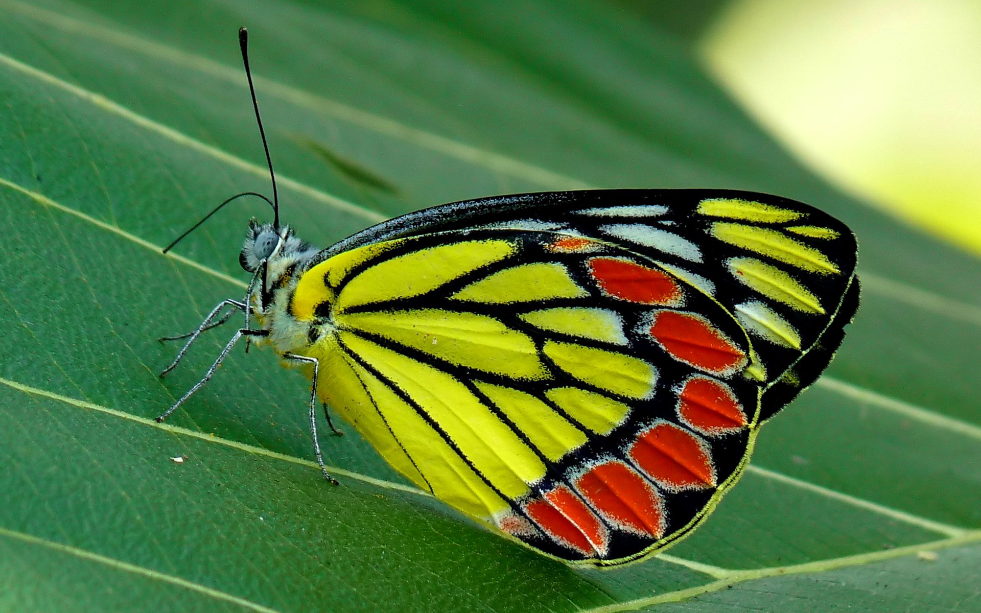 blatt schmetterling insekt motte natur