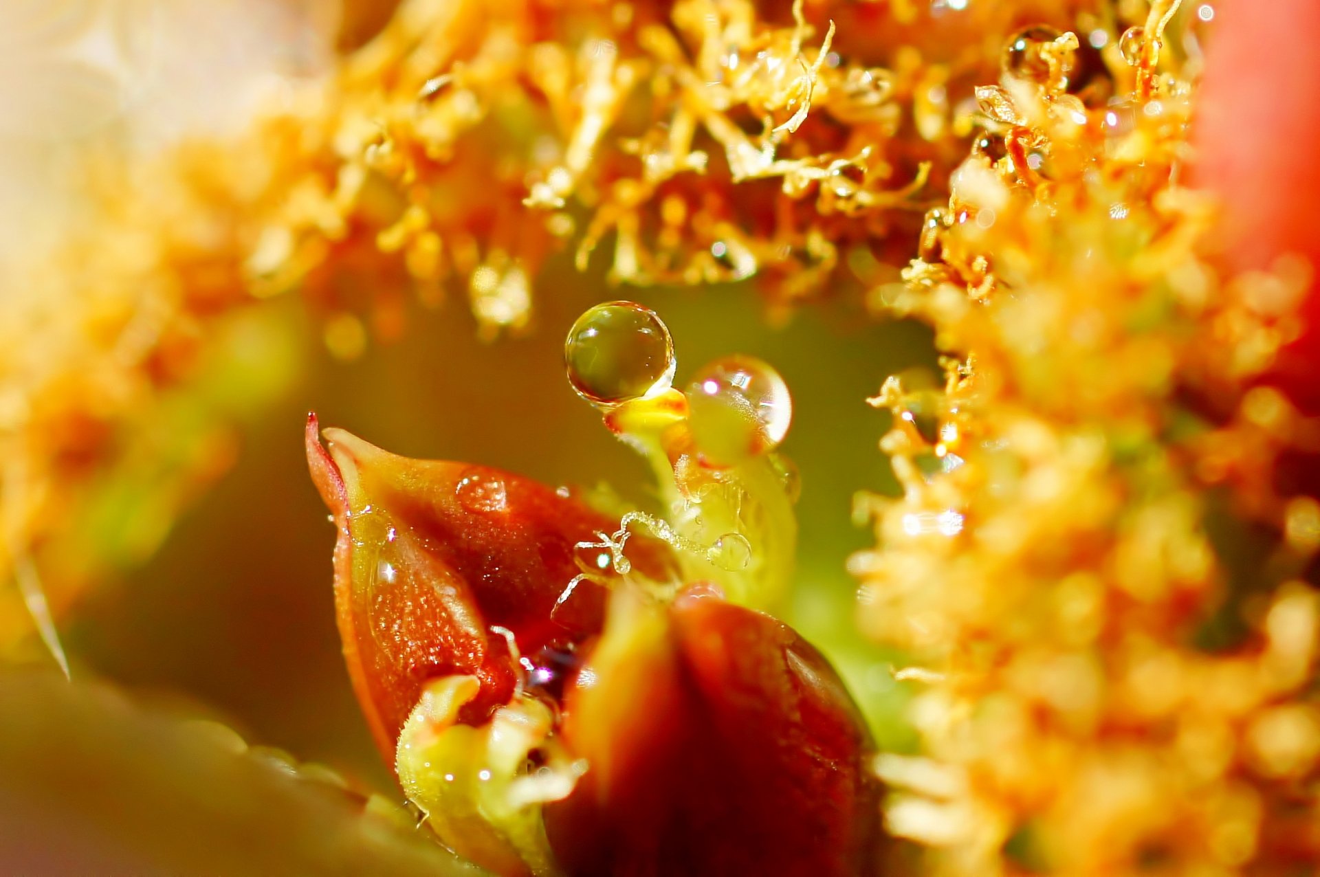 close up leaves drops water