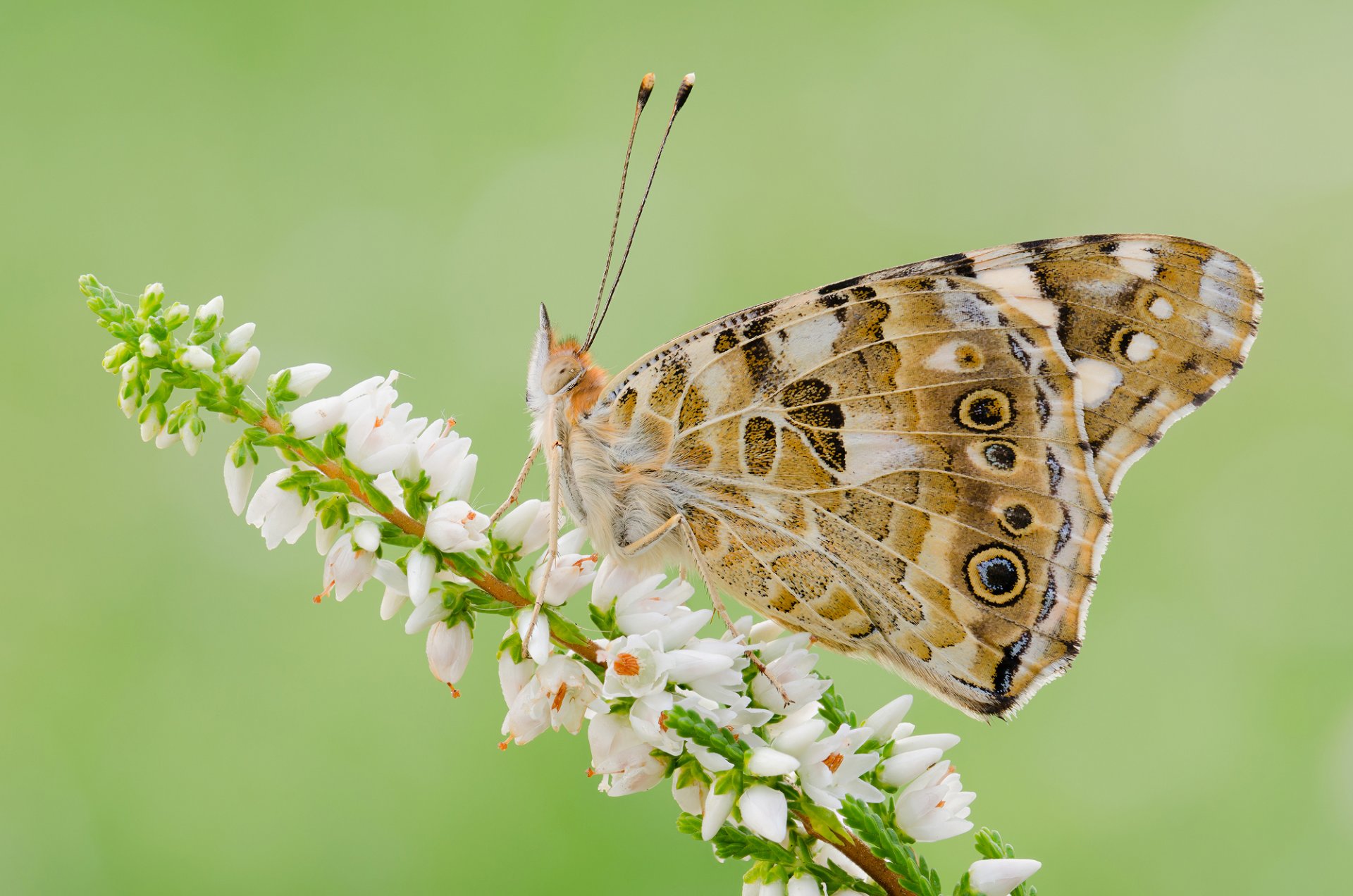 plant flower butterfly insect moth wing