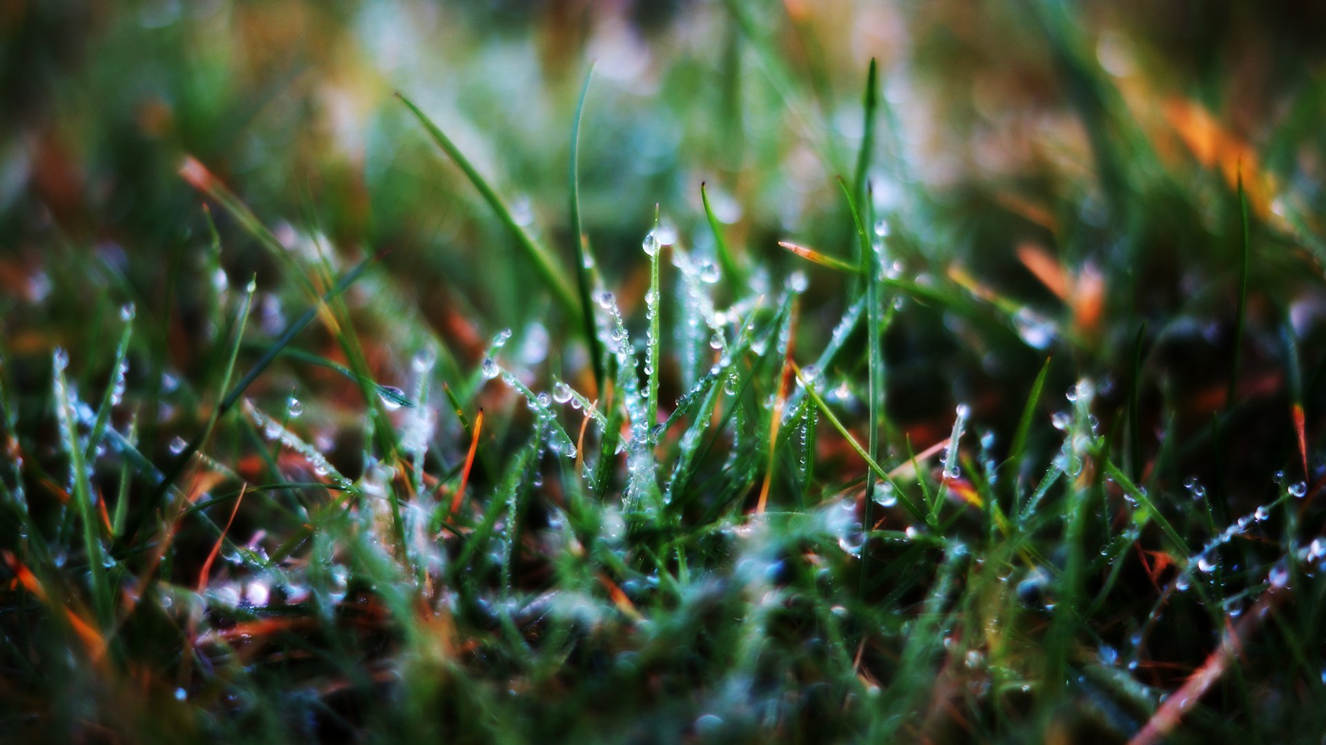 grass blades of grass dew drops macro