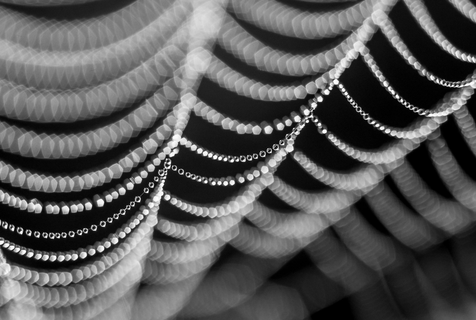 telarañas macro rocío gotas foto en blanco y negro