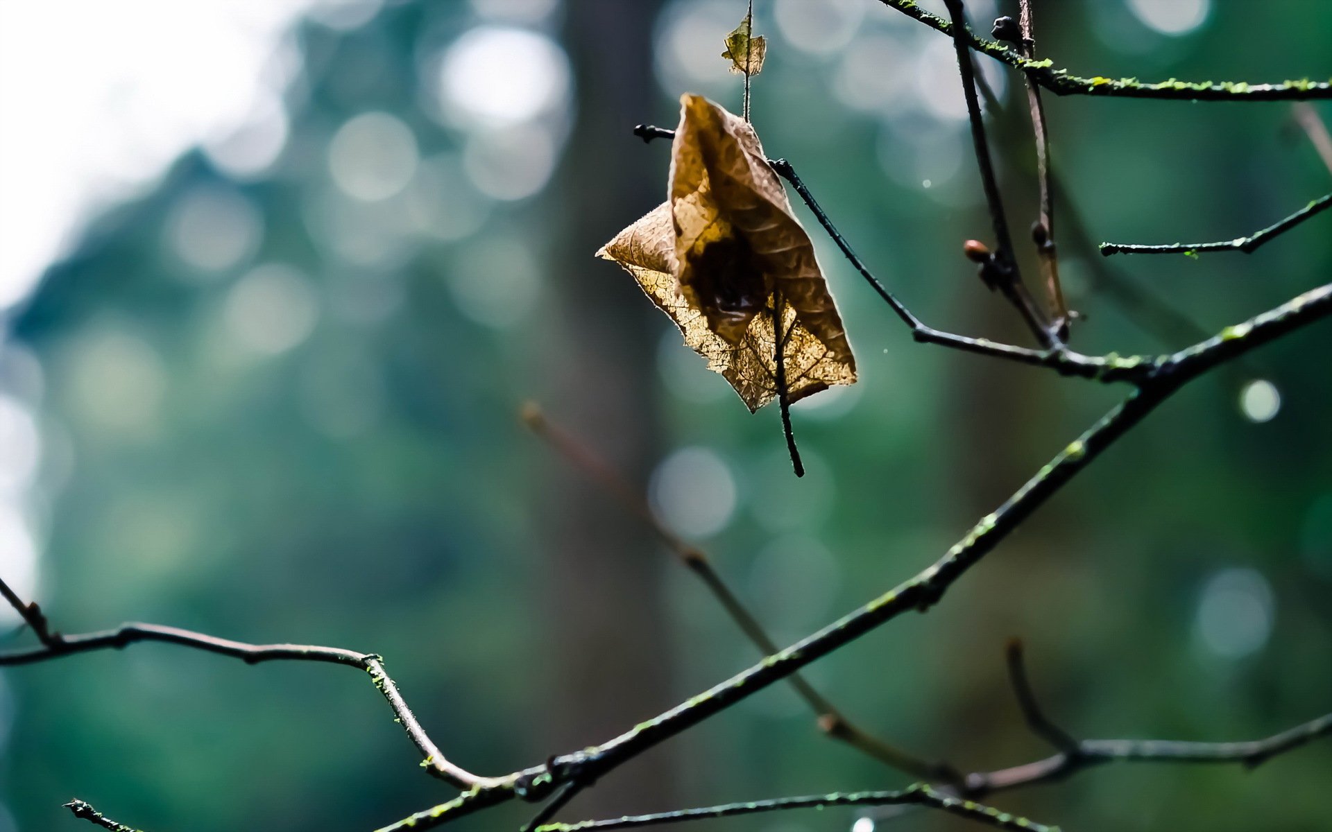 branche feuille macro