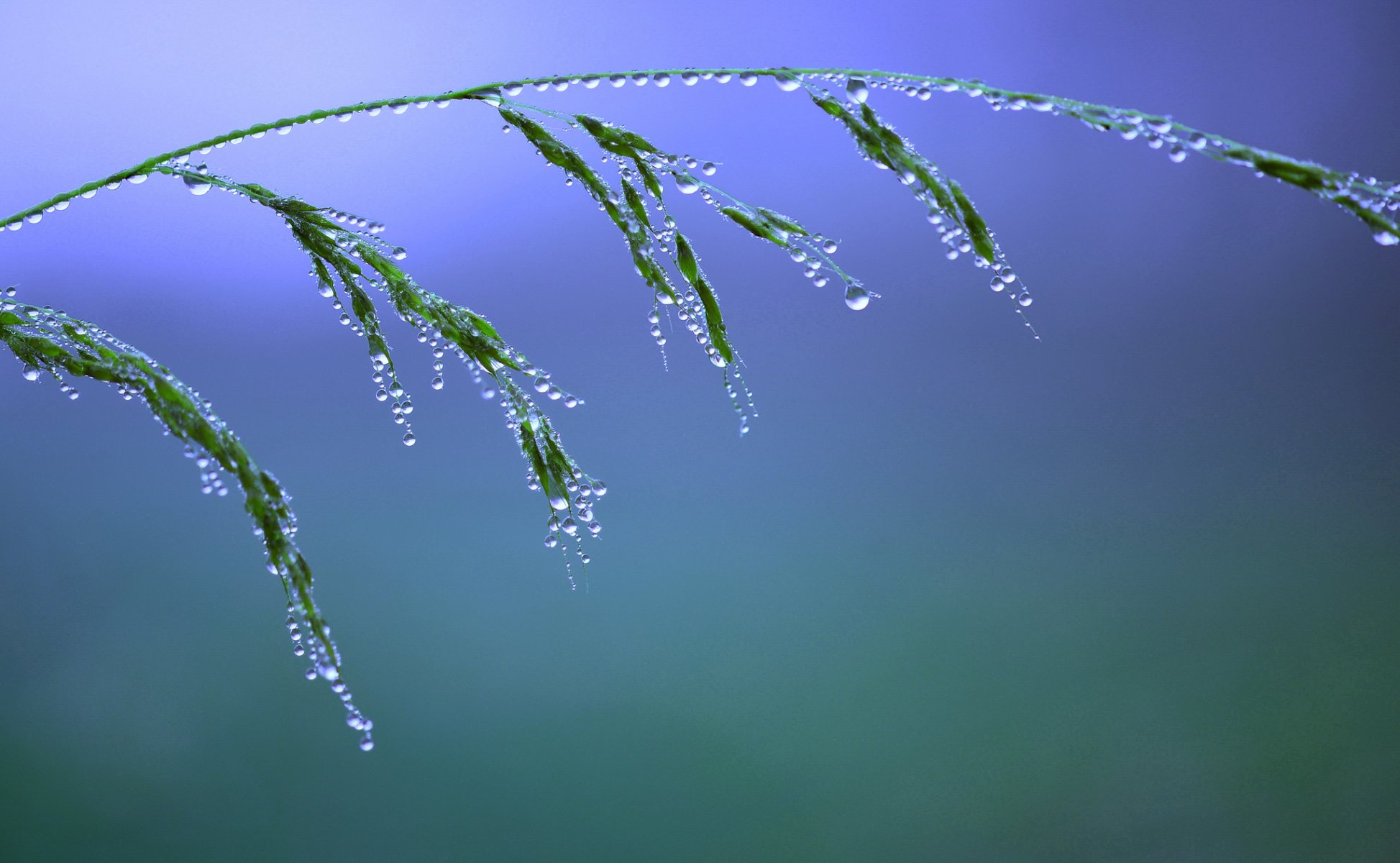 naturaleza macro hierba gotas agua