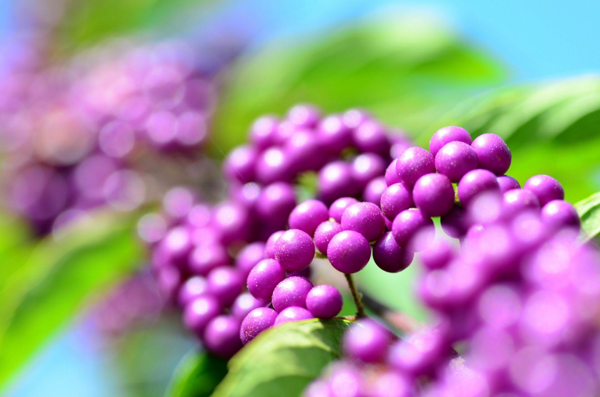 bel frutto callicarpa calicarpa bacche lilla goccioline rugiada abbagliamento bokeh