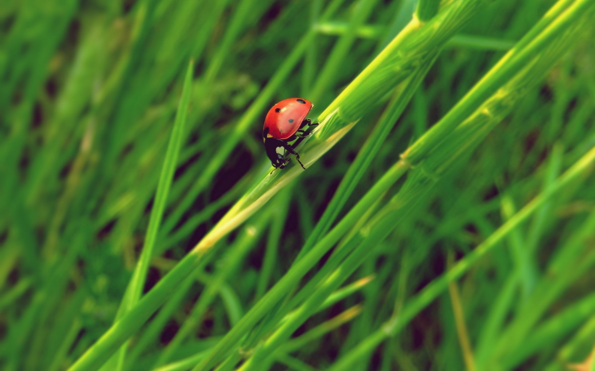 coccinella erba insetto