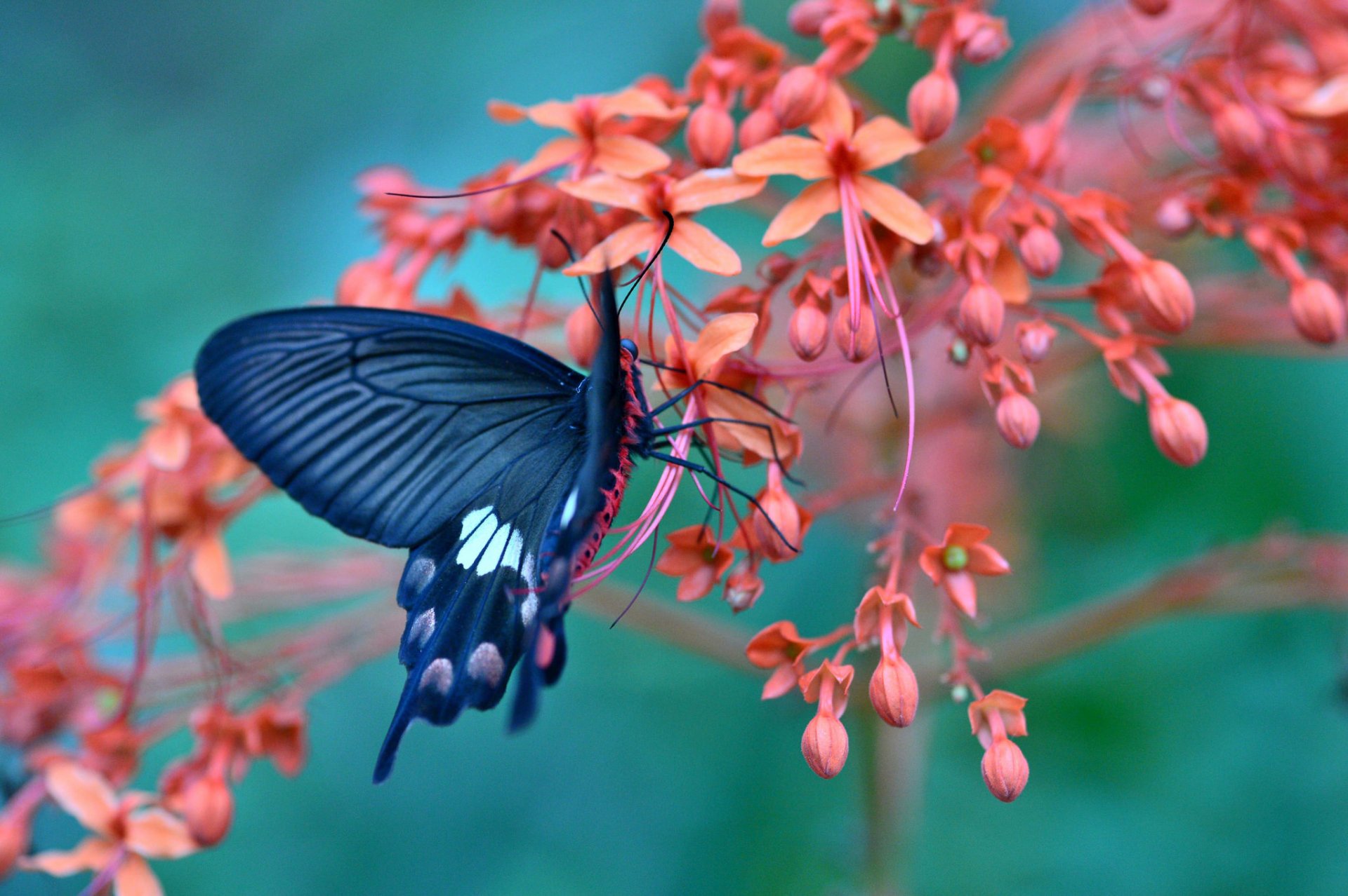 papillon fleur gros plan