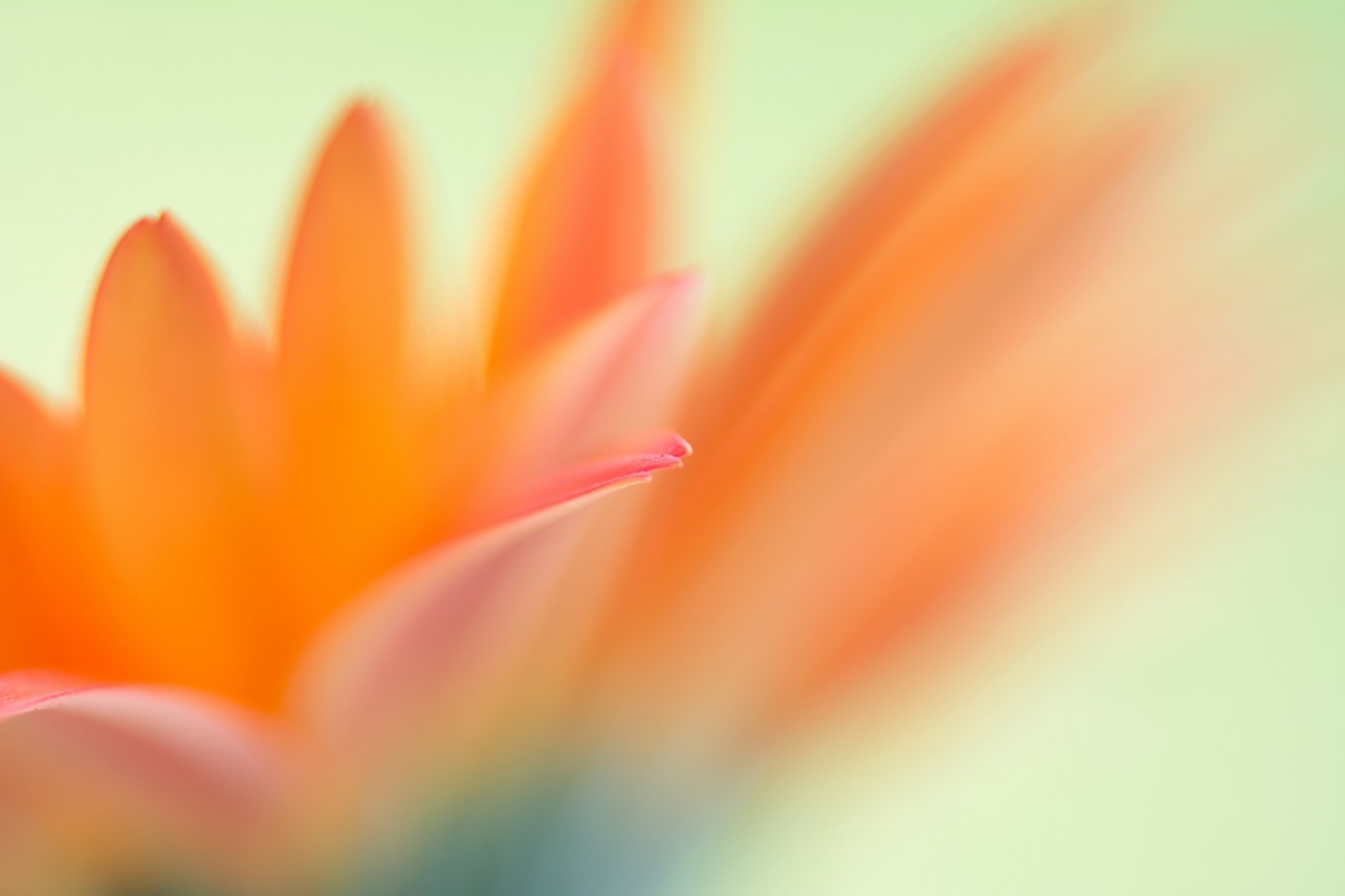 fiori rosa-arancio petali sfocatura