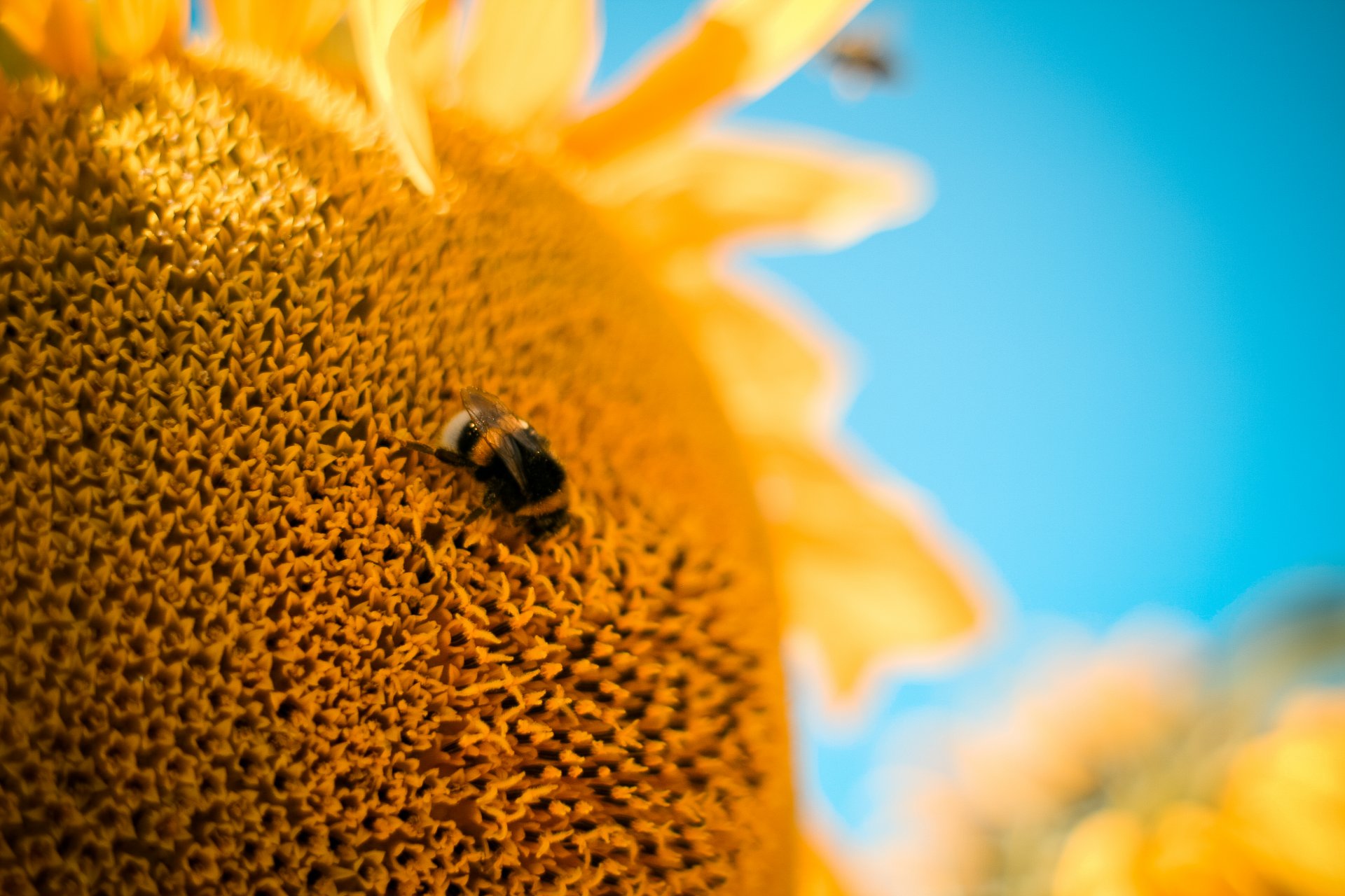 tournesol fleur bourdon abeille gros plan