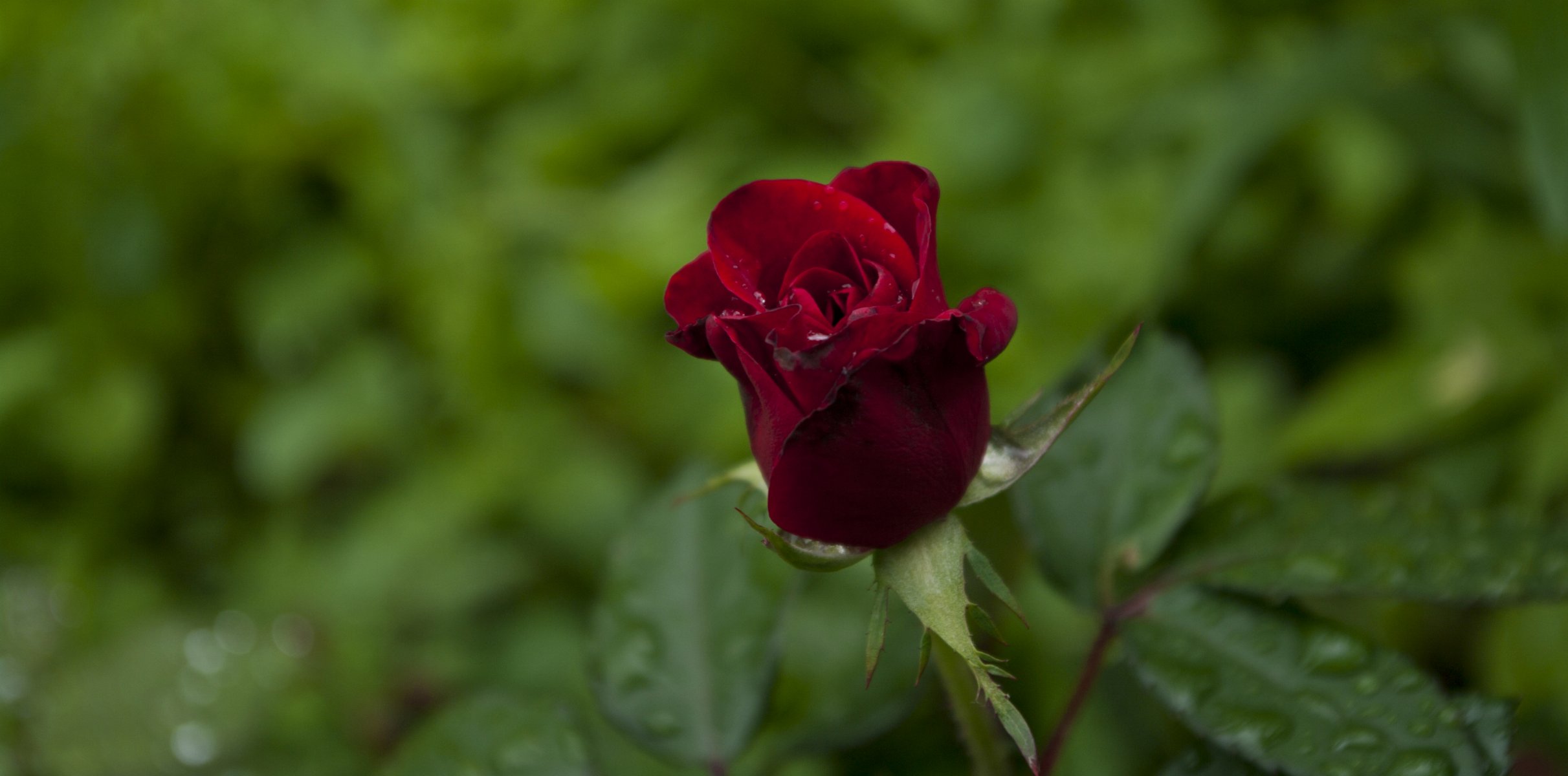 kwiaty rośliny róża kwiat natura liście makro płatki krople