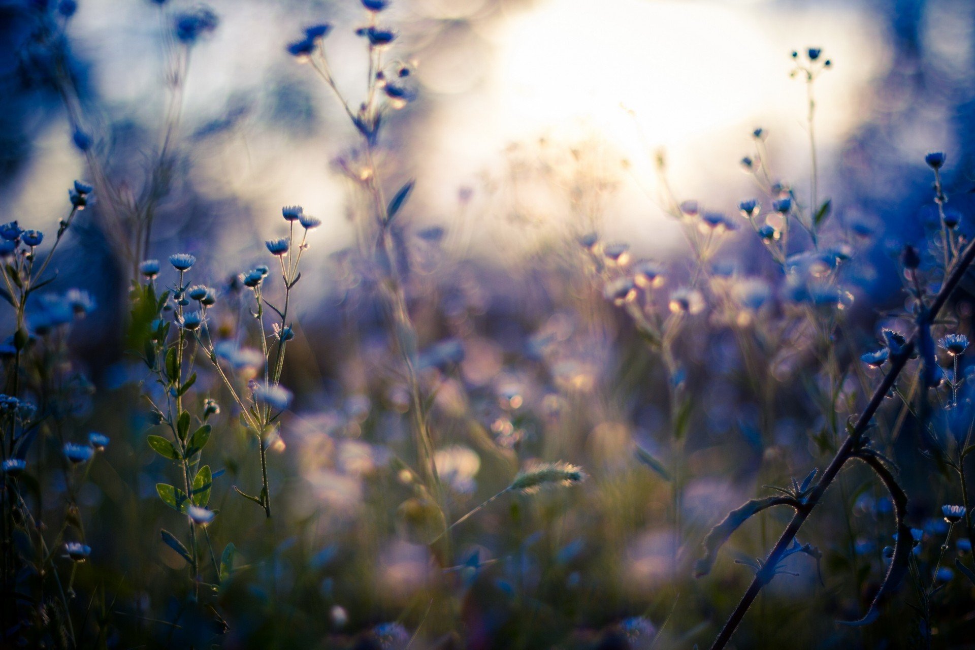 macro light wildflowers close up