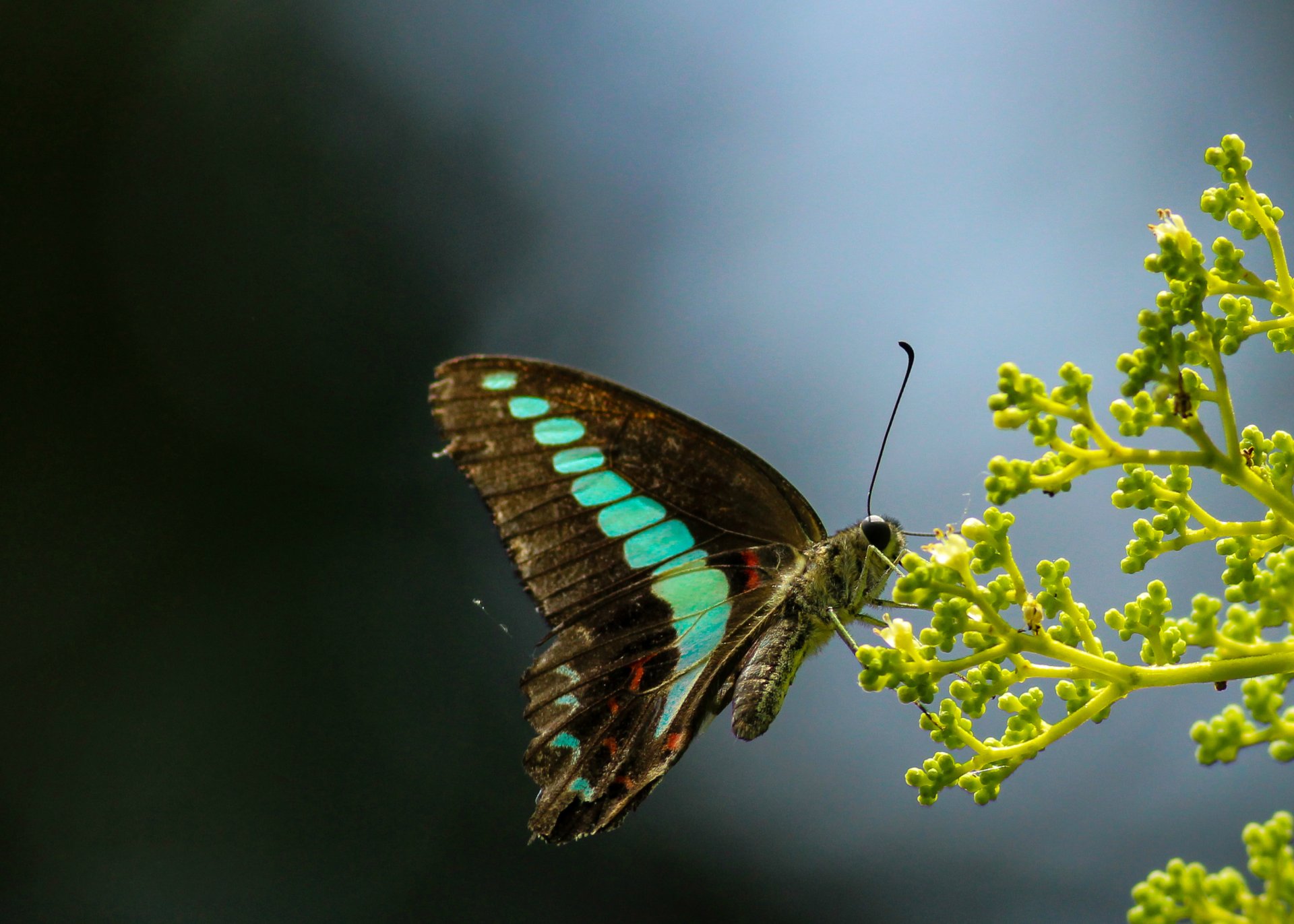 mariposa ala ojo antenas tallos brotes zarcillos brotes