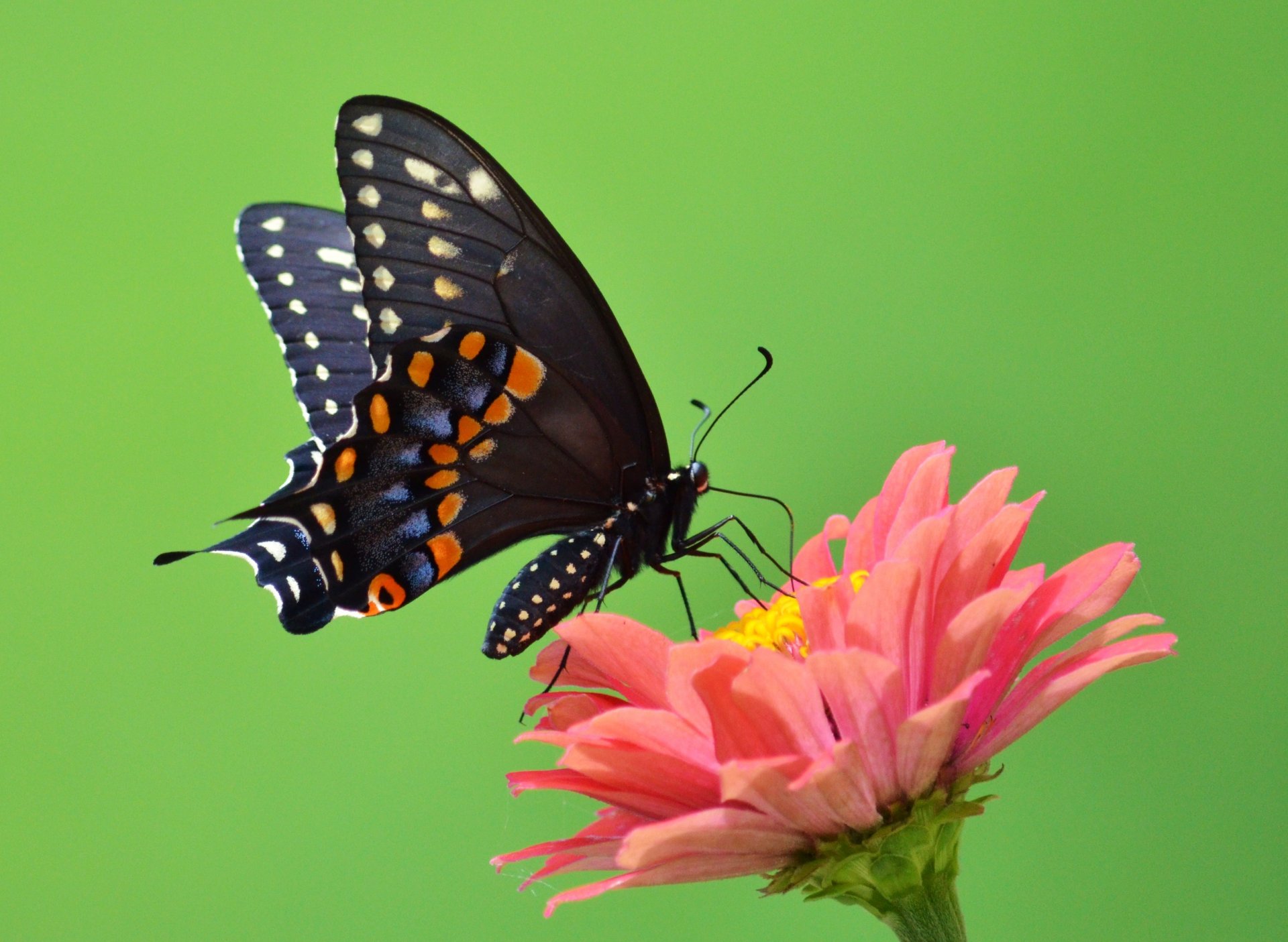 schmetterling flügel offene flügel antennen blume blütenblätter grün rüssel ranken grün