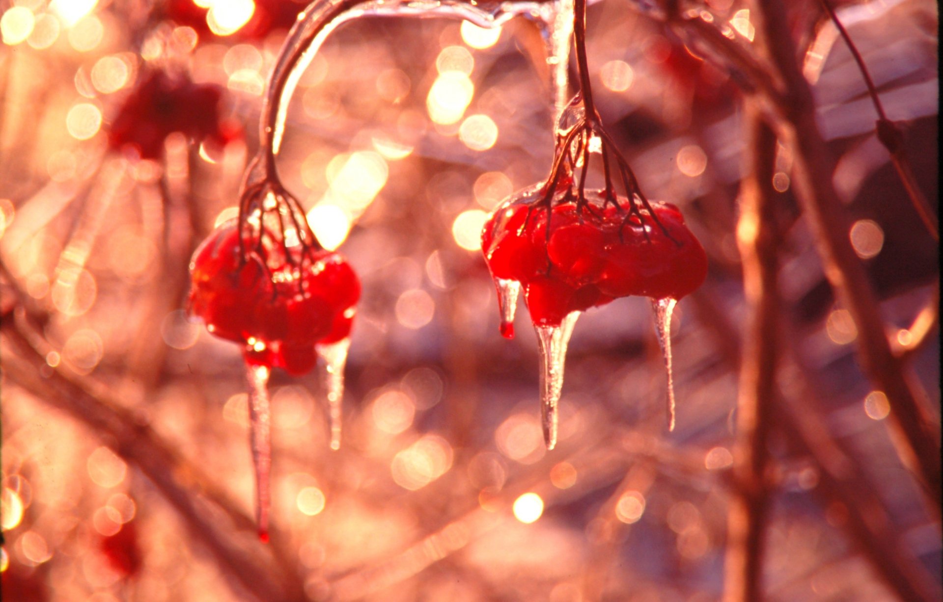 makro viburnum winter beeren scharlachrot eiszapfen eis blendung glanz