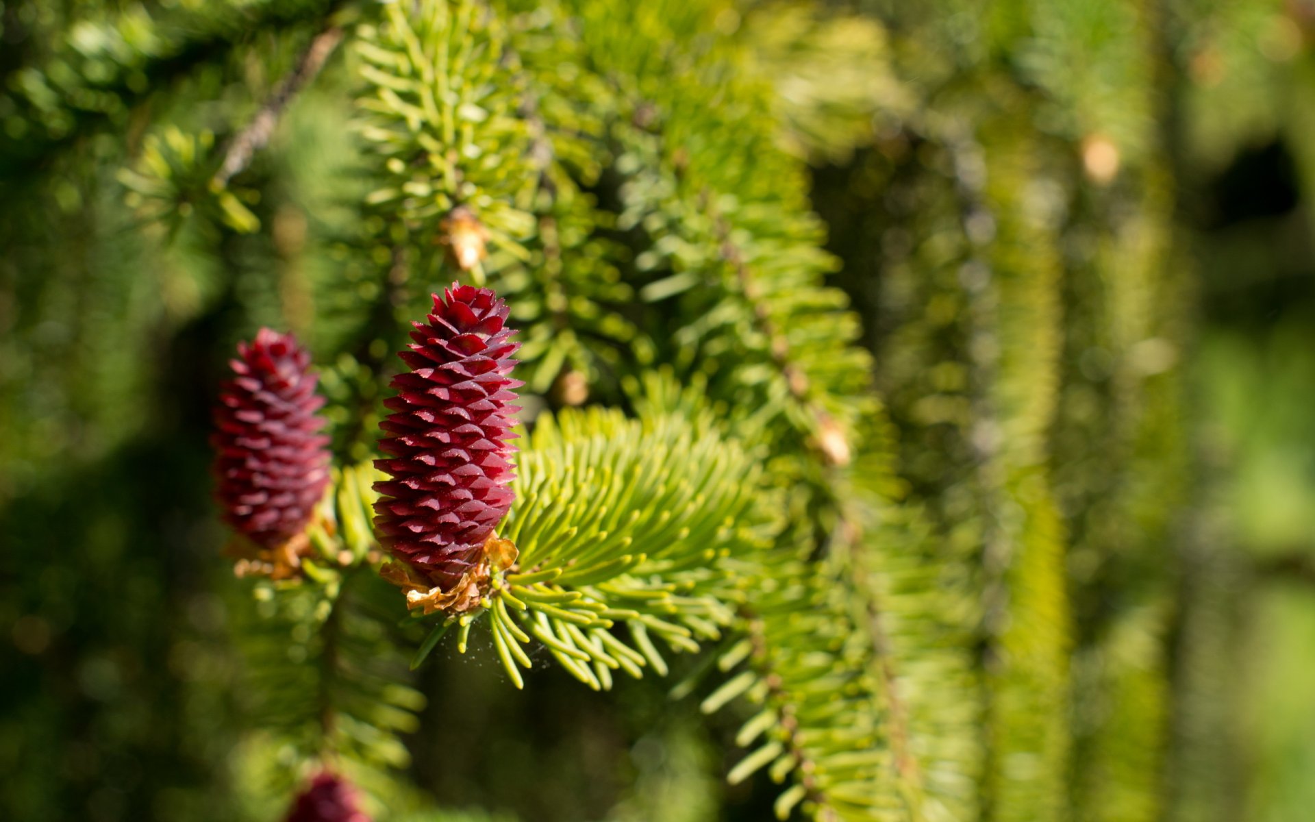 sapin cônes printemps gros plan