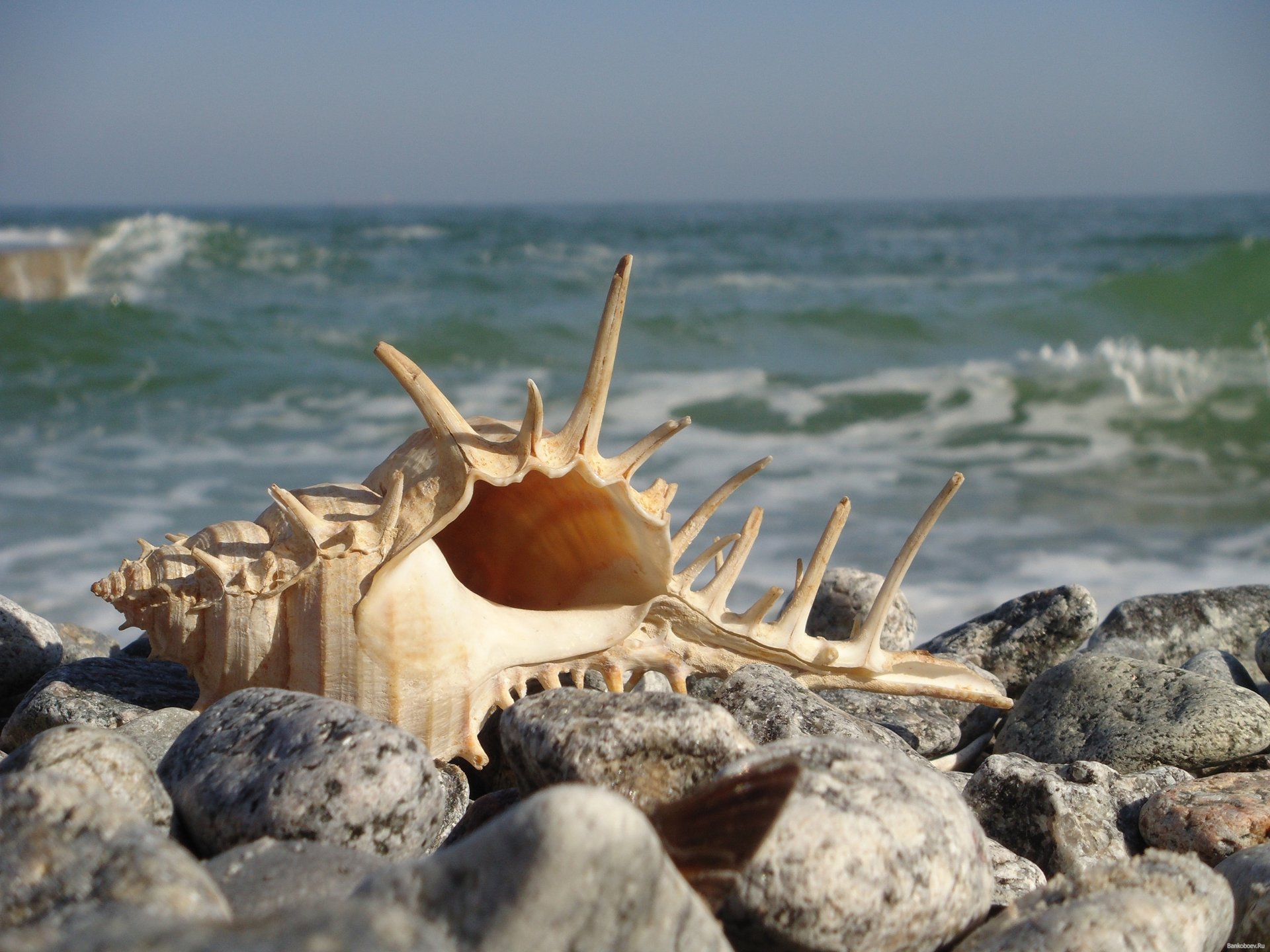 ocean brzeg muszla skały makro