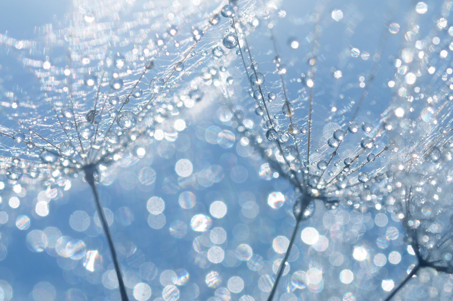 close up dandelion water droplets nature