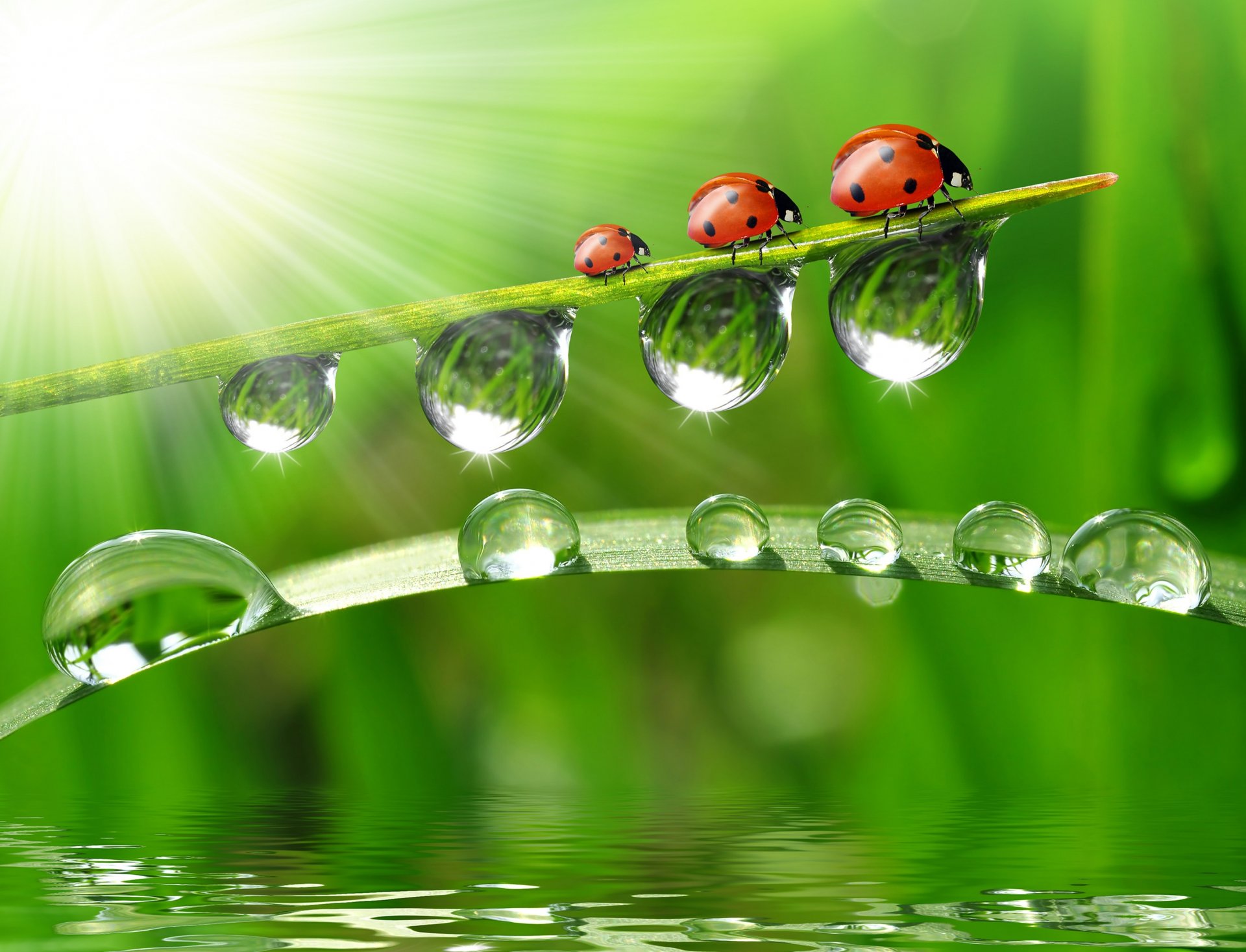 gros plan eau réflexion brin d herbe gouttes coccinelles