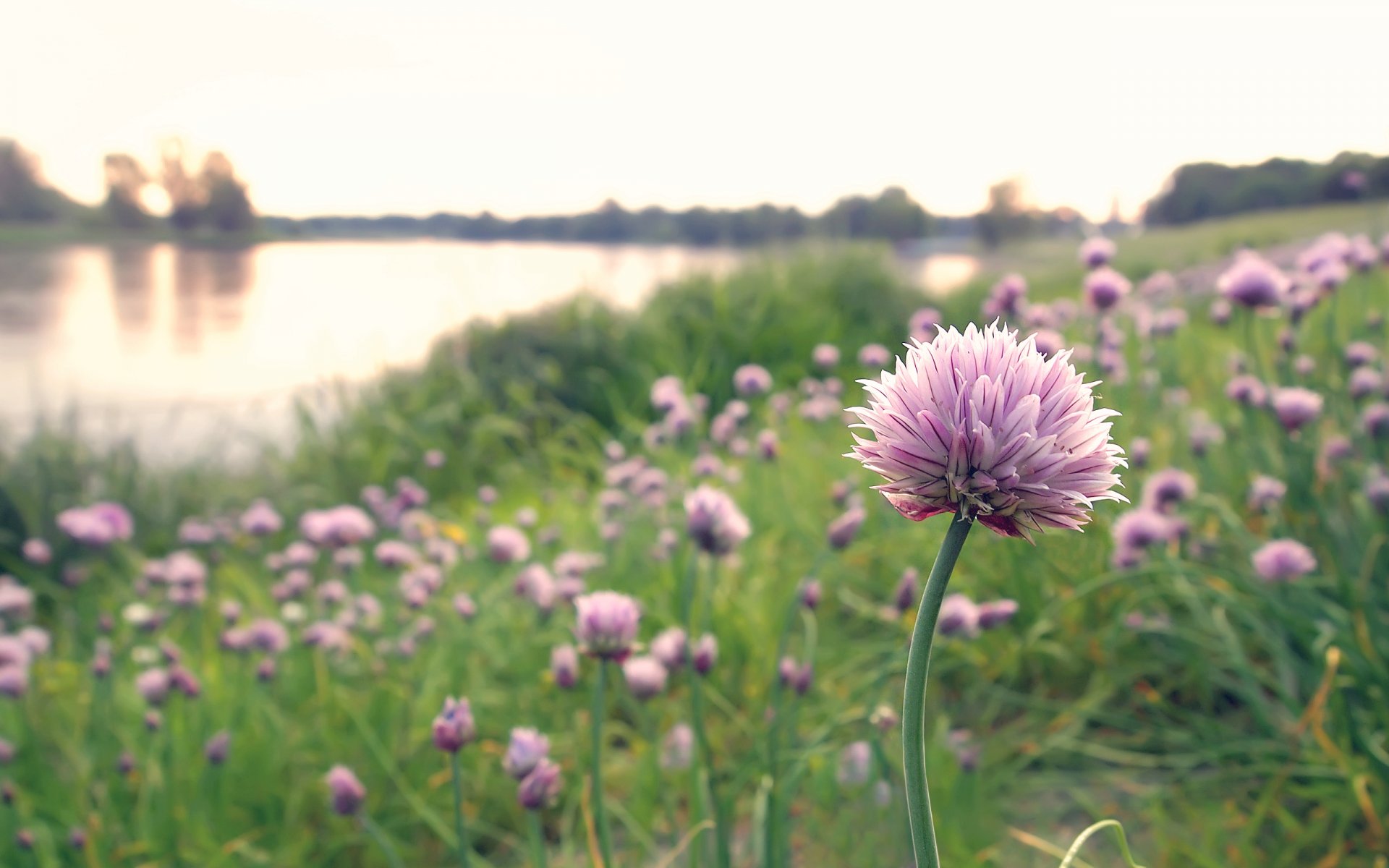 natur blumen lichtung bogen mützen rosa see