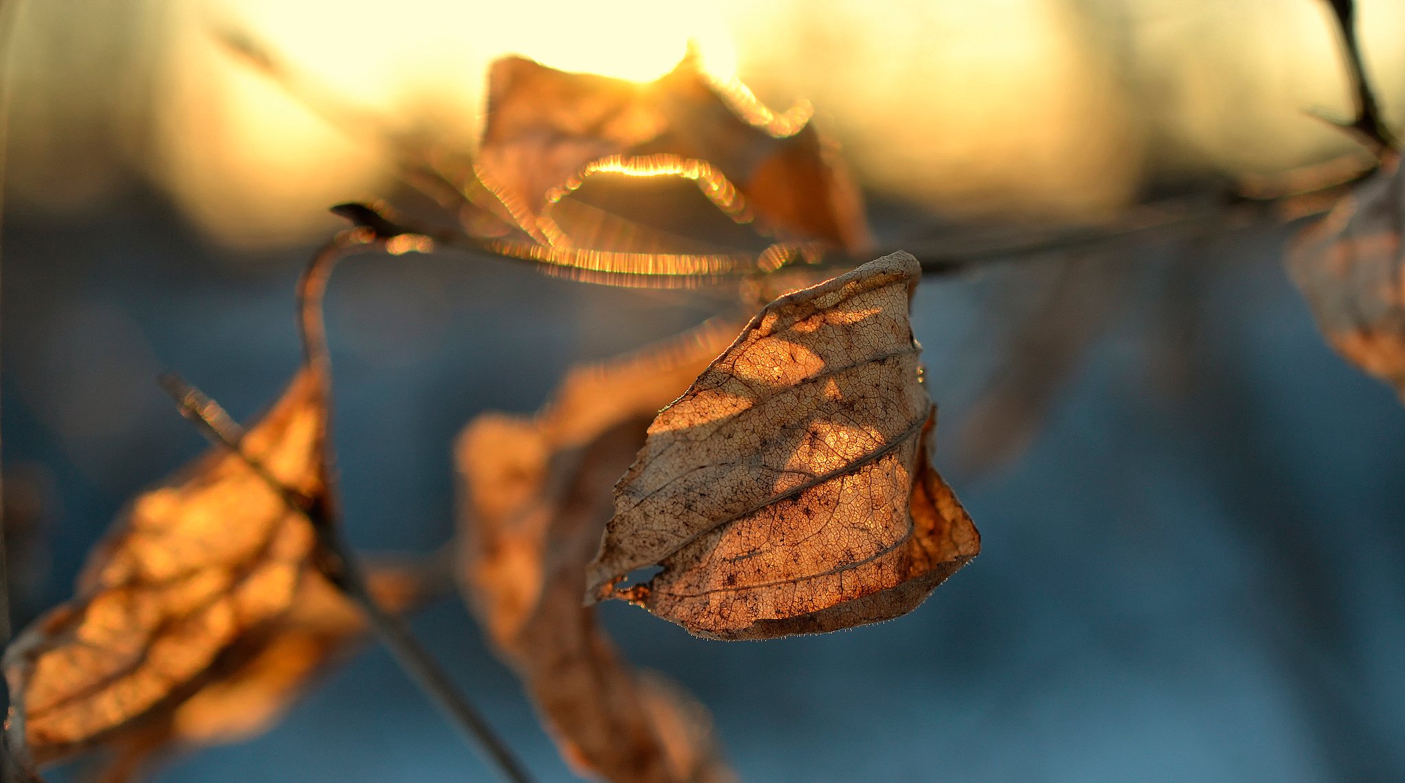 hoja seco macro bokeh