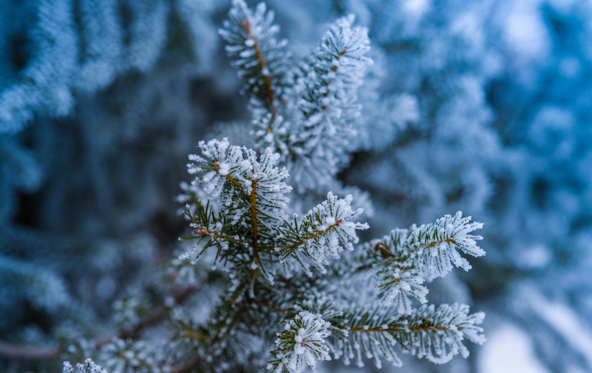 fichte baum zweige nadeln nadeln wald frost schnee frost winter makro bokeh natur