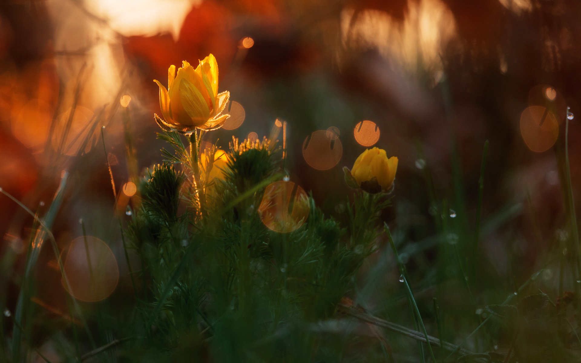 adonis kwiaty wiosna natura las krople blask światło bokeh makro