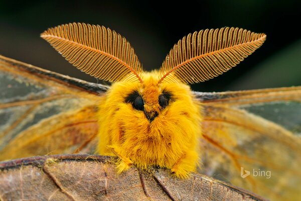 Bel insecte de ver à soie en Chine