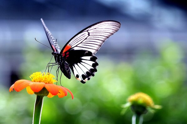A butterfly on a flower drinks nectar