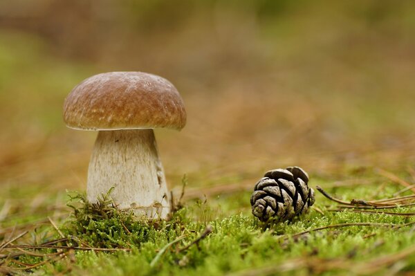 A beautiful mushroom and a cone lies on the moss