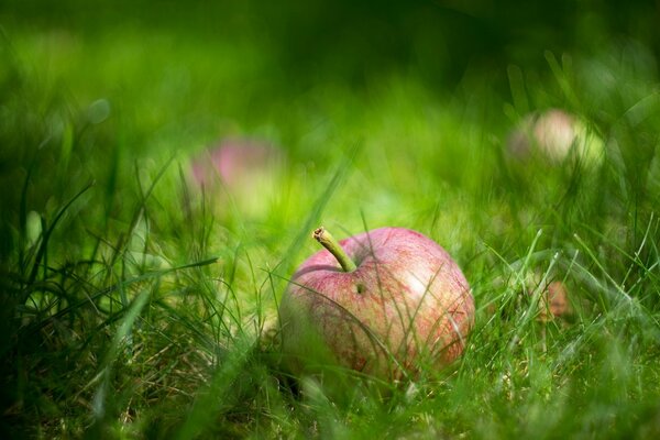 Jabłko w soczystej zielonej trawie