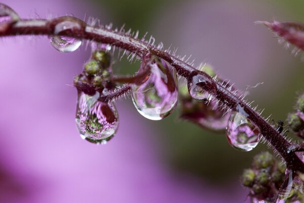 Prise de vue macro d une goutte sur une brindille