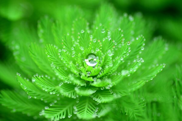 Green leaves with dew drops