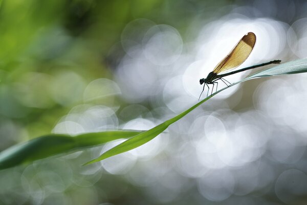 Libellule brune sur un brin d herbe en gros plan