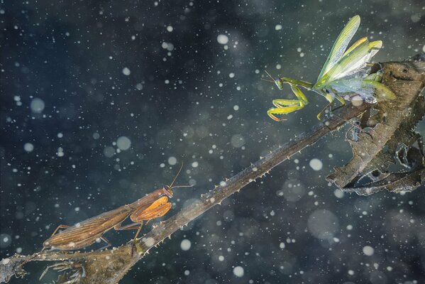 Two mantises look at each other