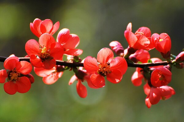 Fleurs rouges printanières sur une branche