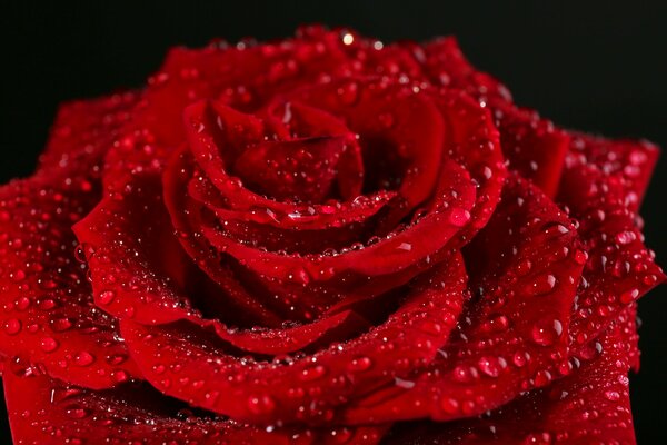 Rosa scarlatta in gocce di rugiada, foto ravvicinata