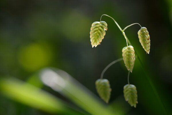 Brin d herbe avec de petits épillets