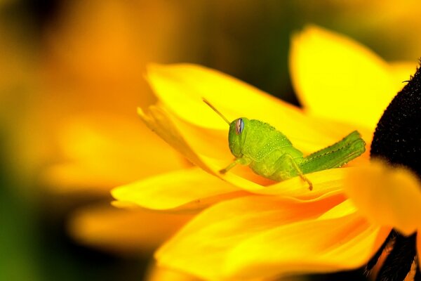 A green grasshopper on a rudbeckia flower